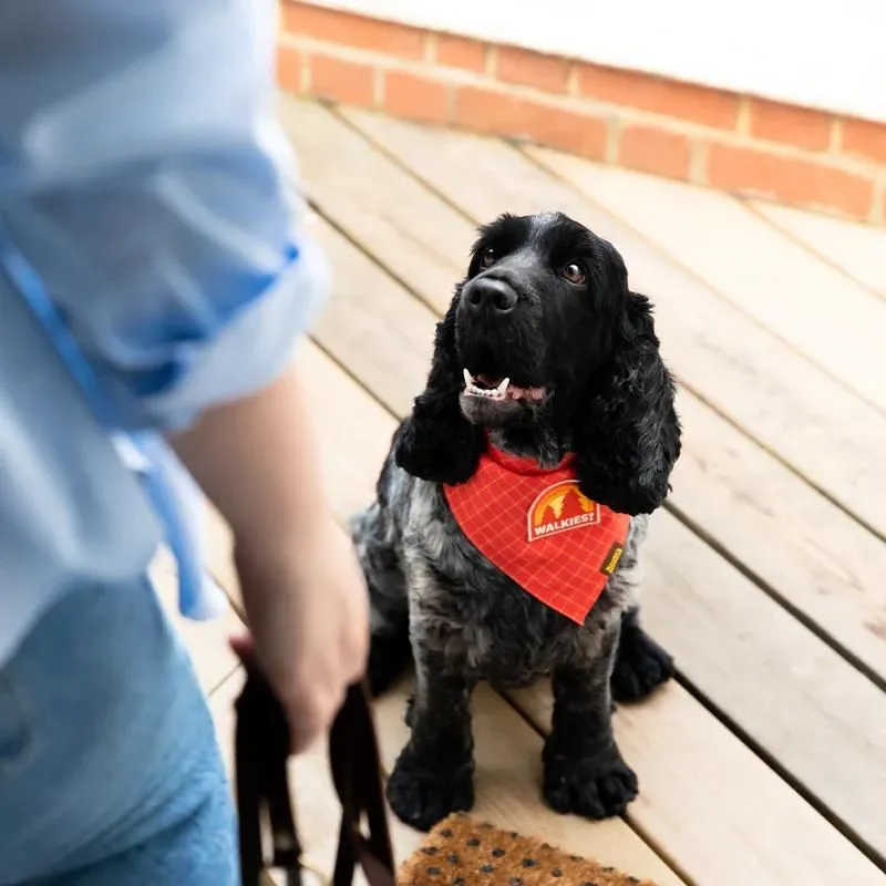Scout's Honour - Walkies Iron-on Patch